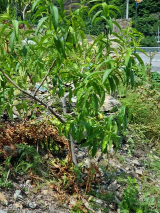 김용대님의 자유주제 · 자유게시판 작성글 사진