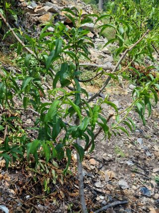 김용대님의 자유주제 · 자유게시판 작성글 사진