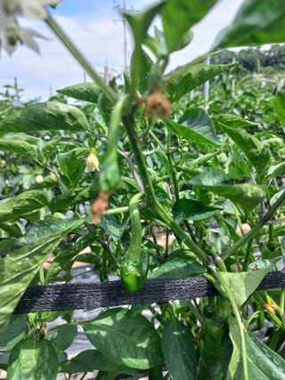 배형일님의 고추 · 병해충상담 작성글 사진