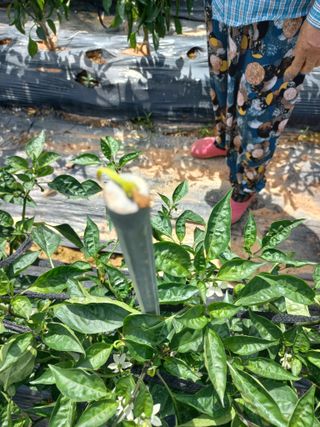 배형일님의 고추 · 병해충상담 작성글 사진