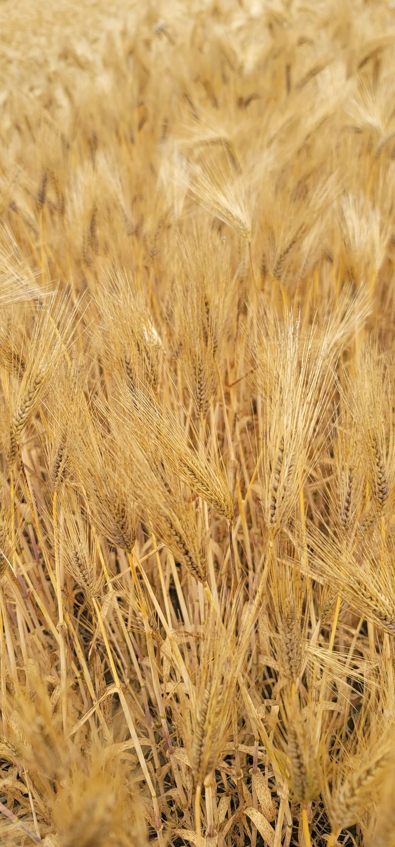 장터 상품 [고창 청보리 4kg] 썸네일