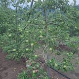 팜모닝 자유주제·자유게시판 게시글 이미지