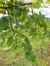 팜모닝 감자·영농일지 게시글 이미지