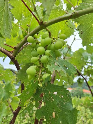 레인보우가든님의 감자 · 영농일지 작성글 사진