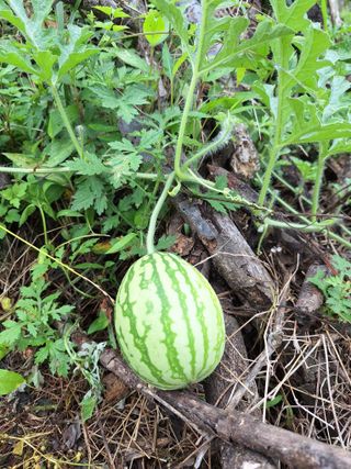 레인보우가든님의 감자 · 영농일지 작성글 사진