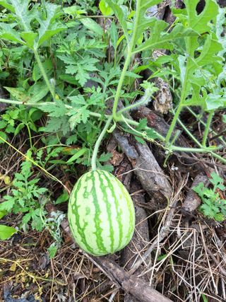 레인보우가든님의 감자 · 영농일지 작성글 사진