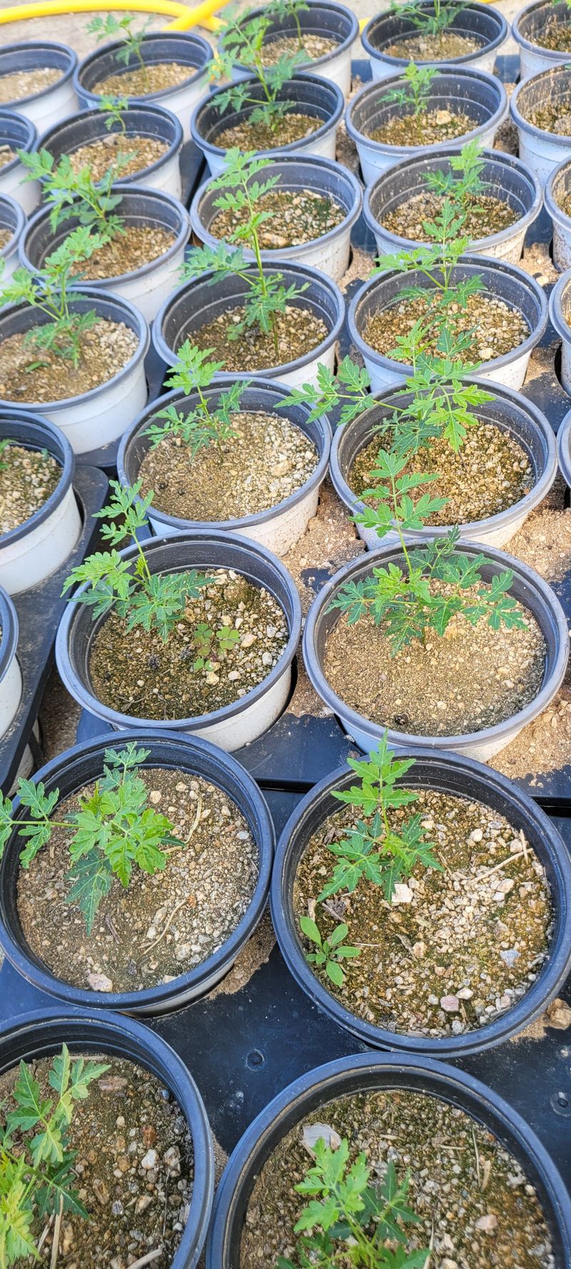 사랑꽃농장님의 장터 판매 상품 [멀구슬 나무 묘목(해충기피식물)] 첨부 사진