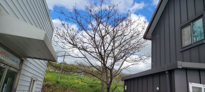 사랑꽃농장님의 장터 판매 상품 [멀구슬 나무 묘목(해충기피식물)] 첨부 사진