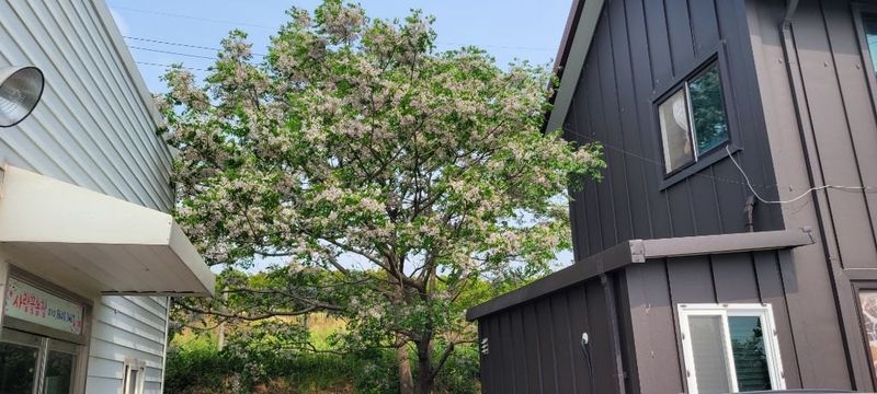 사랑꽃농장님의 장터 판매 상품 [멀구슬 나무 묘목(해충기피식물)] 첨부 사진