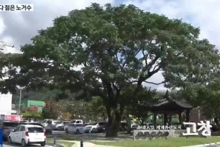 사랑꽃농장님의 장터 판매 상품 [멀구슬 나무 묘목(해충기피식물)] 첨부 사진