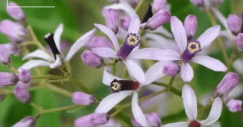 사랑꽃농장님의 장터 판매 상품 [멀구슬 나무 묘목(해충기피식물)] 첨부 사진