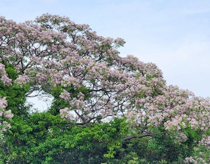 사랑꽃농장님의 장터 판매 상품 [멀구슬 나무 묘목(해충기피식물)] 첨부 사진