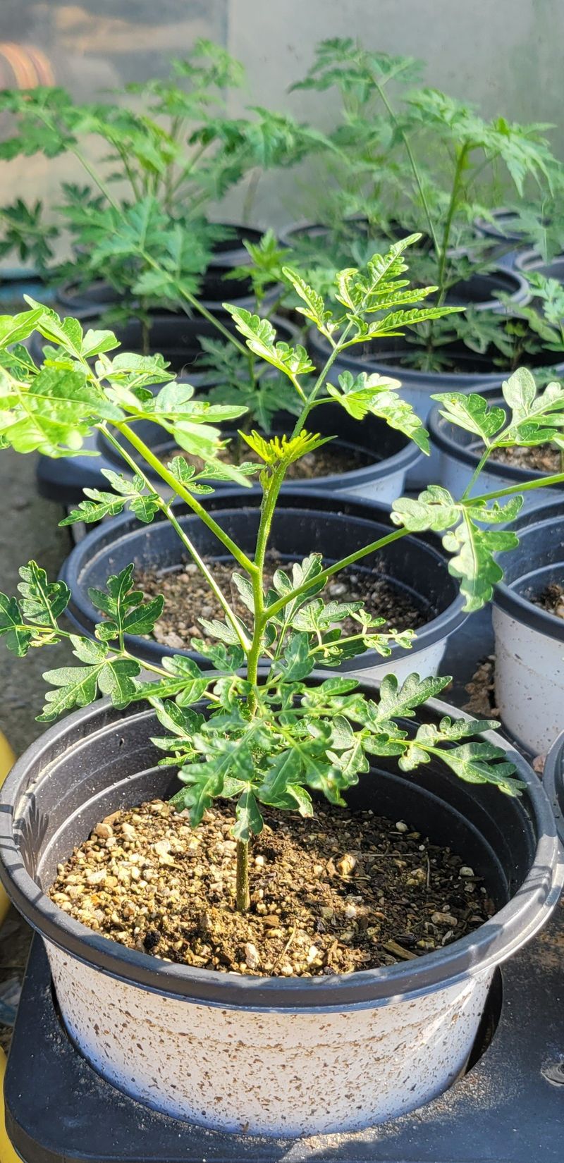 장터 상품 [멀구슬 나무 묘목(해충기피식물)] 썸네일