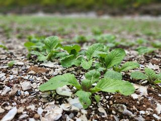 돌산갓스타님의 기타작물 · 영농일지 작성글 사진