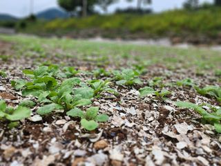 돌산갓스타님의 기타작물 · 영농일지 작성글 사진