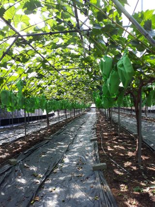 서석환님의 포도 · 영농일지 작성글 사진