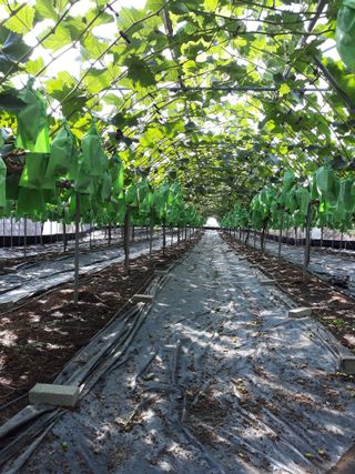 서석환님의 포도 · 영농일지 작성글 사진