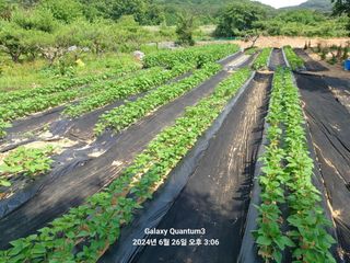 전진규.해돋이님의 참깨 · 병해충상담 작성글 사진