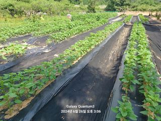 전진규.해돋이님의 참깨 · 병해충상담 작성글 사진