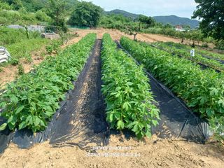 전진규.해돋이님의 참깨 · 병해충상담 작성글 사진