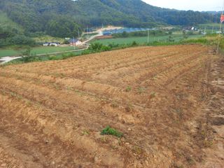 한태훈님의 들깨 · 영농일지 작성글 사진