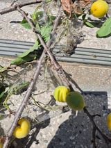 팜모닝 농사, 무엇이든 물어보세요!·참여글 게시글 이미지