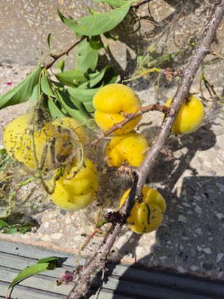 양홍주님의 농사, 무엇이든 물어보세요! · 참여글 작성글 사진