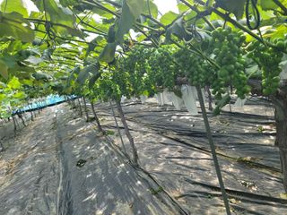 임운락님의 포도 · 영농일지 작성글 사진