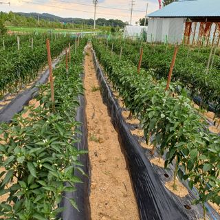 낙엽교목류19982님의 자유주제 · 자유게시판 작성글 사진