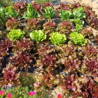 낙엽교목류19982님의 자유주제 · 자유게시판 작성글 사진