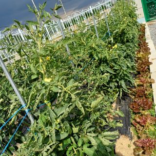 낙엽교목류19982님의 자유주제 · 자유게시판 작성글 사진