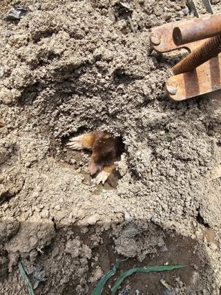 초짜농부님의 자유주제 · 자유게시판 작성글 사진