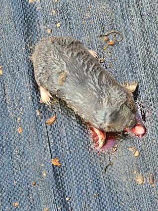 초짜농부님의 자유주제 · 자유게시판 작성글 사진