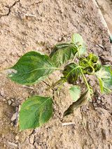 팜모닝 들깨·병해충상담 게시글 이미지