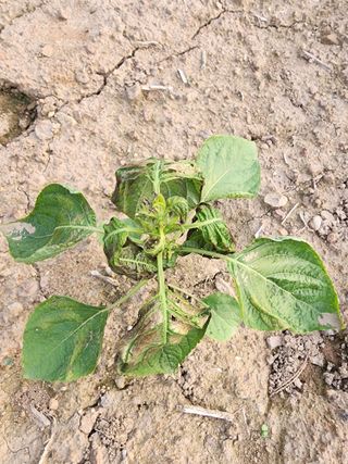 공명호님의 들깨 · 병해충상담 작성글 사진