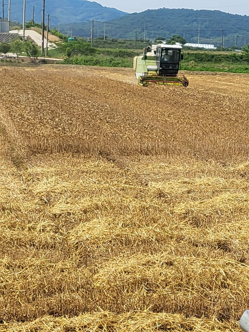 김영진(전남영광)님의 장터 판매 상품 [보리쌀 쌀보리 15kg] 첨부 사진