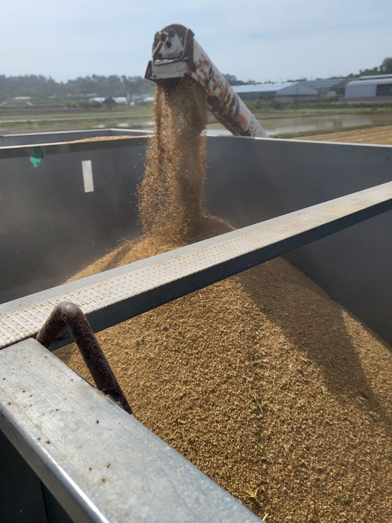 김영진(전남영광)님의 장터 판매 상품 [보리쌀 쌀보리 15kg] 첨부 사진