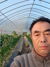 팜모닝 고추·영농일지 게시글 이미지