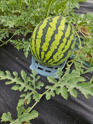 백호순(후추)님의 자유주제 · 사진전 작성글 사진