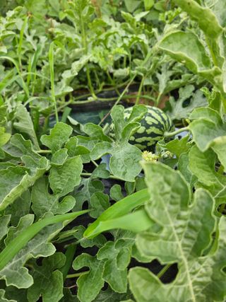 백호순(후추)님의 자유주제 · 사진전 작성글 사진