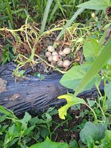 팜모닝 자유주제·자유게시판 게시글 이미지