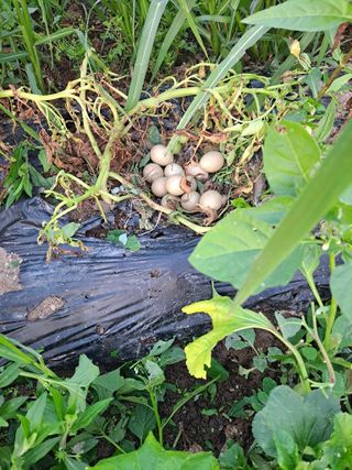 귤20155님의 자유주제 · 자유게시판 작성글 사진