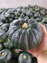 팜모닝 호박·영농일지 게시글 이미지