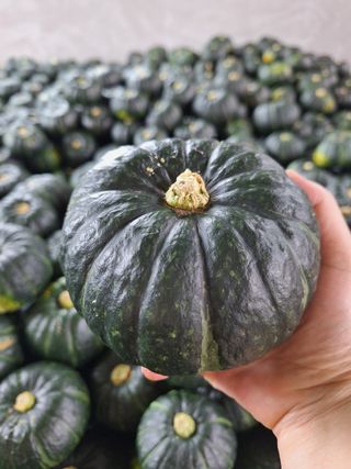 졸바로팜님의 호박 · 영농일지 작성글 사진