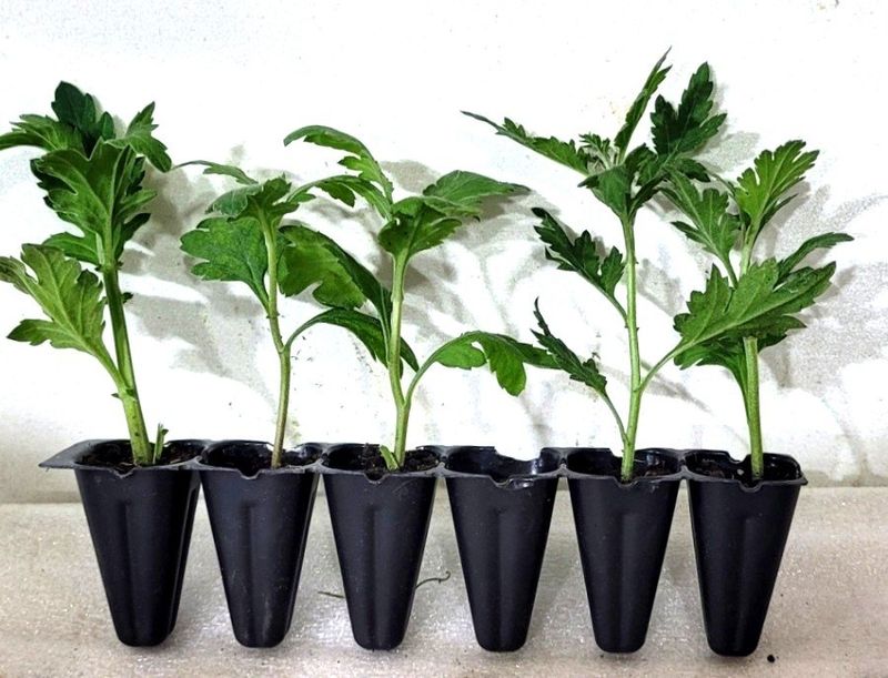 사랑꽃농장님의 장터 판매 상품 [50%국화8종8색 모종5세트(40개)] 첨부 사진