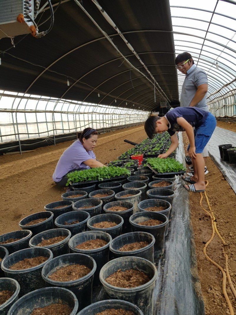 사랑꽃농장님의 장터 판매 상품 [50%국화8종8색 모종5세트(40개)] 첨부 사진