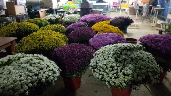 사랑꽃농장님의 장터 판매 상품 [50%국화8종8색 모종5세트(40개)] 첨부 사진