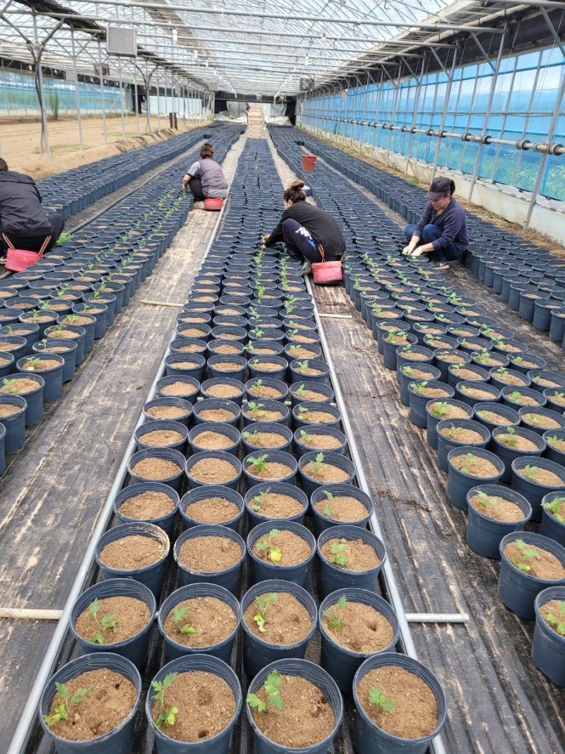 사랑꽃농장님의 장터 판매 상품 [50%국화8종8색 모종5세트(40개)] 첨부 사진