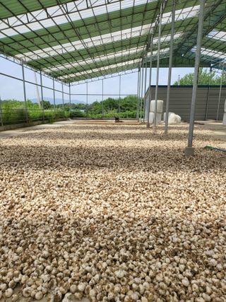 박선희 님의 농사, 무엇이든 물어보세요! · 참여글 작성글 사진