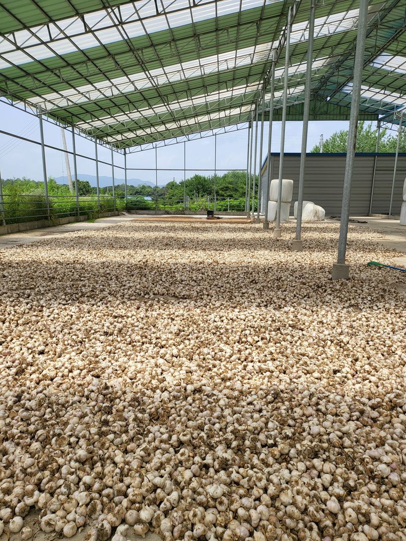 장터 상품 [홍산마늘 ] 썸네일